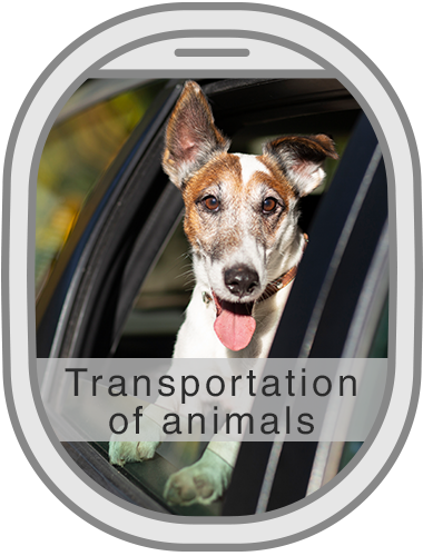 VIP transfer Transportation of animals